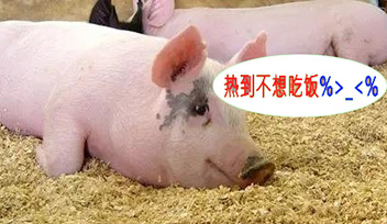 夏季豬群不吃食，找到根本原因才能輕松應(yīng)對！